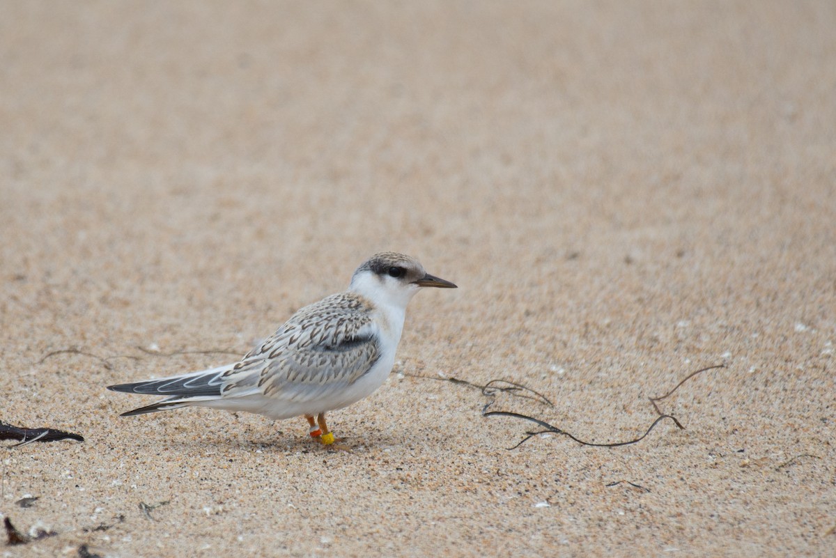 Least Tern - ML251140181