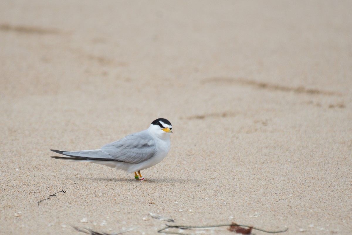 Least Tern - ML251140231