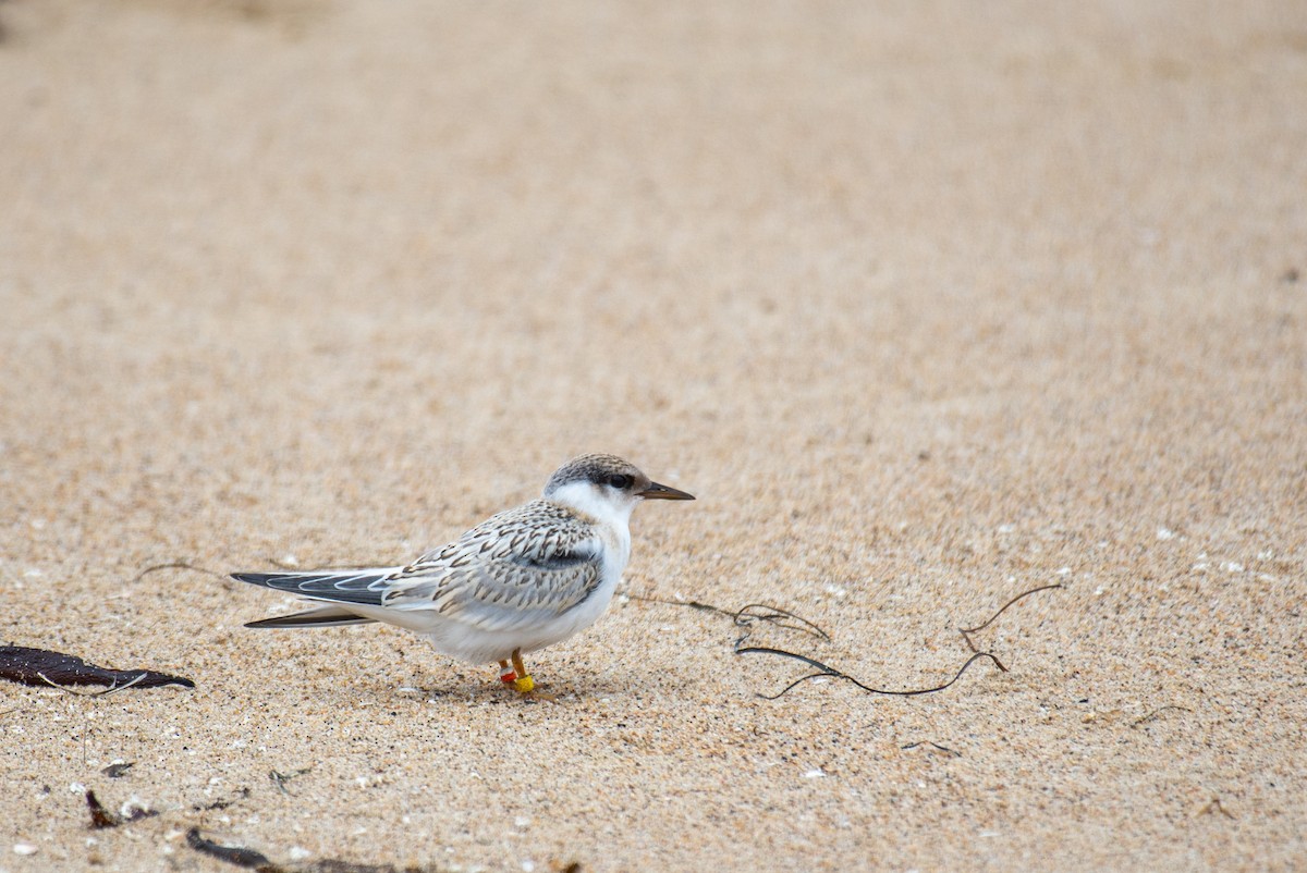Least Tern - ML251140241
