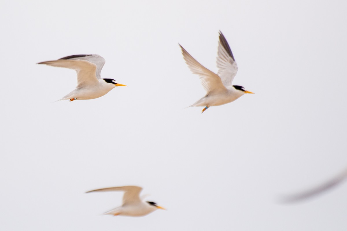 Least Tern - ML251140381