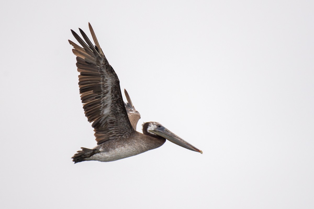 Brown Pelican - ML251141051