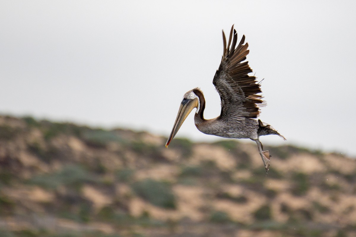 Brown Pelican - ML251141061