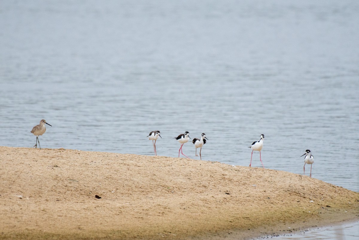 Black-necked Stilt - ML251141471