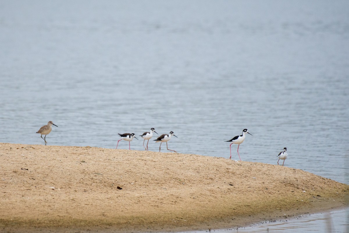 Black-necked Stilt - ML251141491