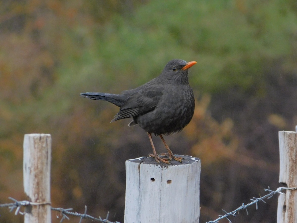 Chiguanco Thrush - ML251143351