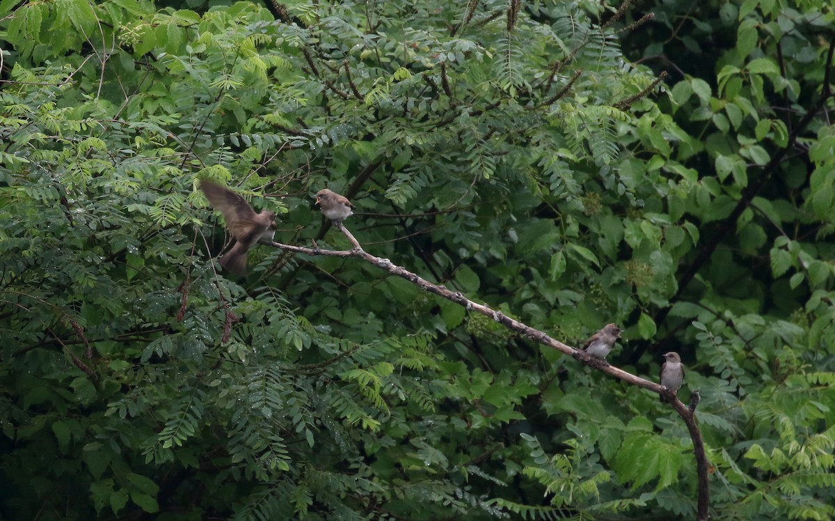 Northern Rough-winged Swallow - ML251144181