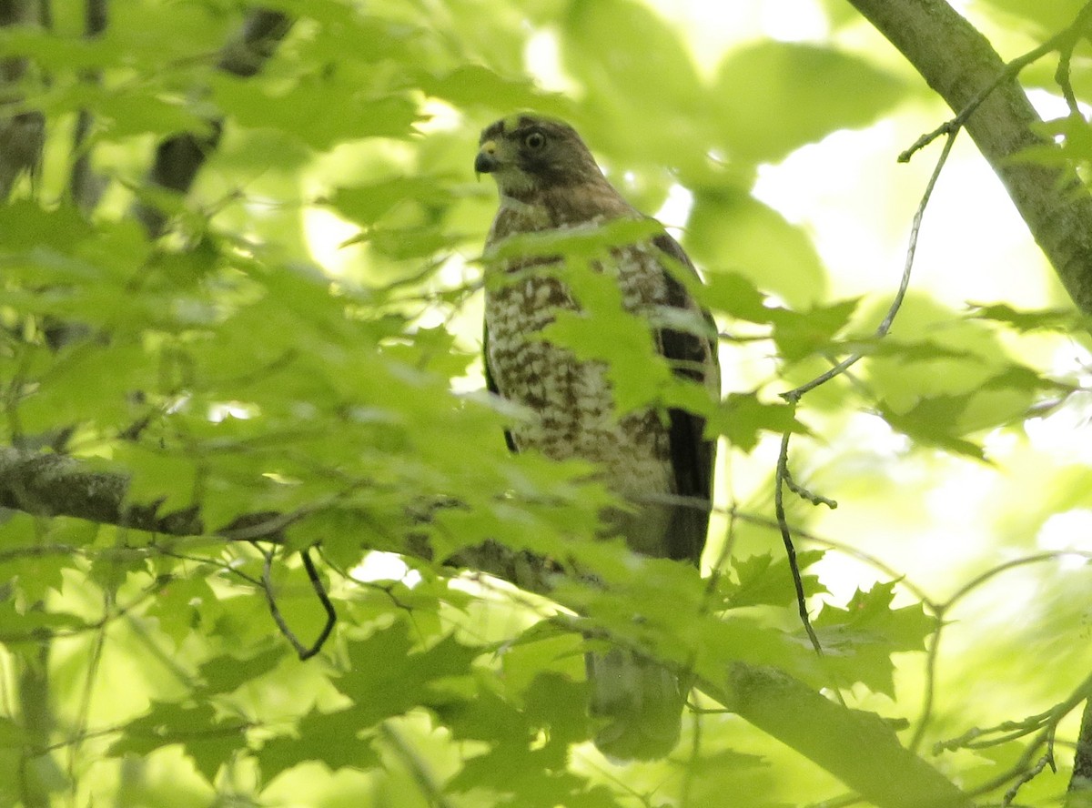 Broad-winged Hawk - ML251144631