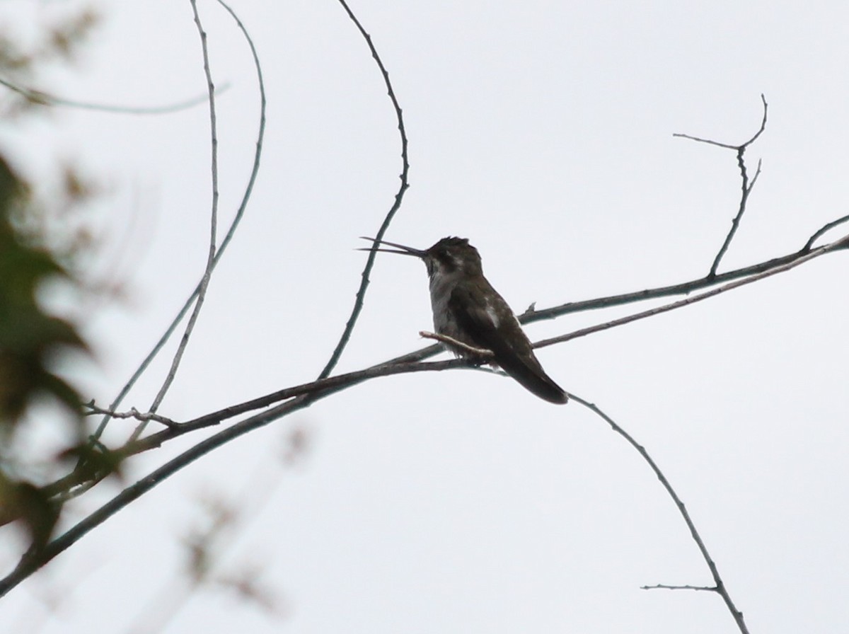 Plain-capped Starthroat - Nathaniel Watkins