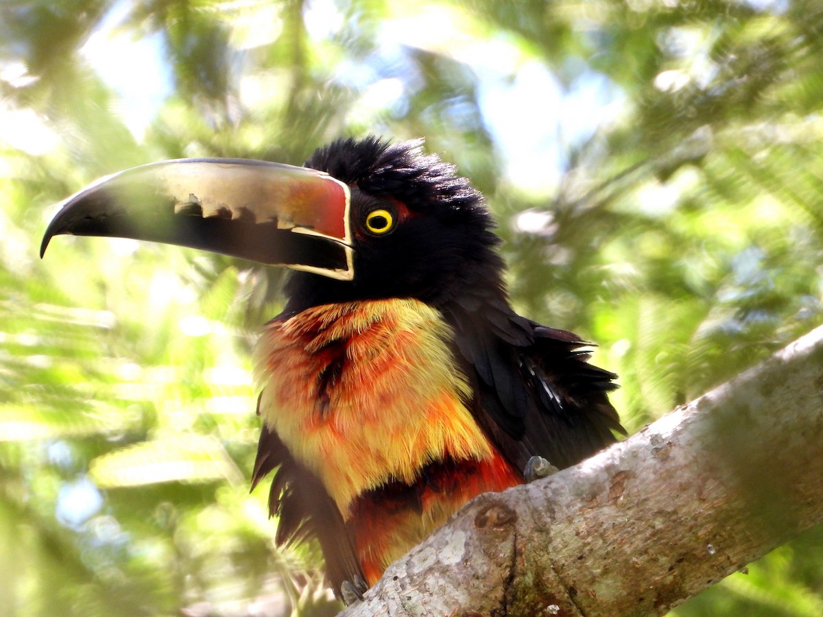 Collared Aracari - ML251144931