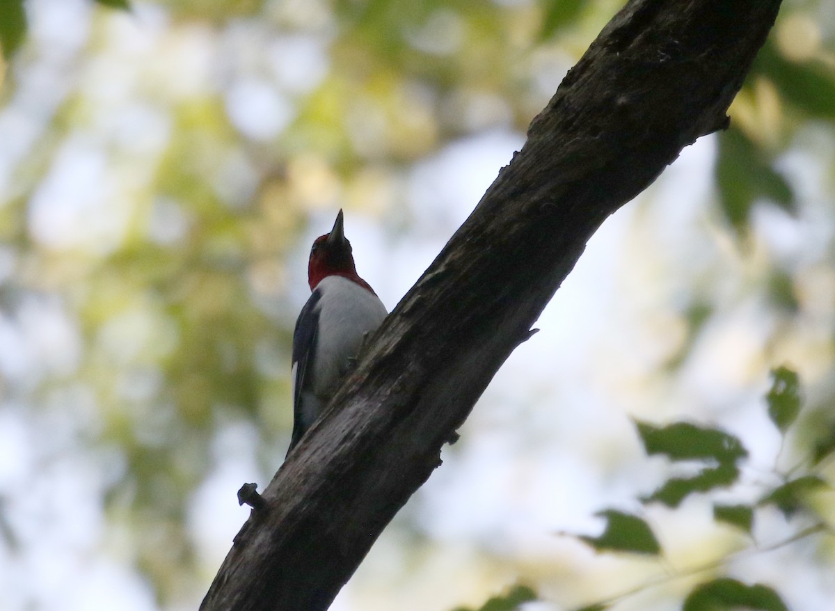 Red-headed Woodpecker - ML251145061