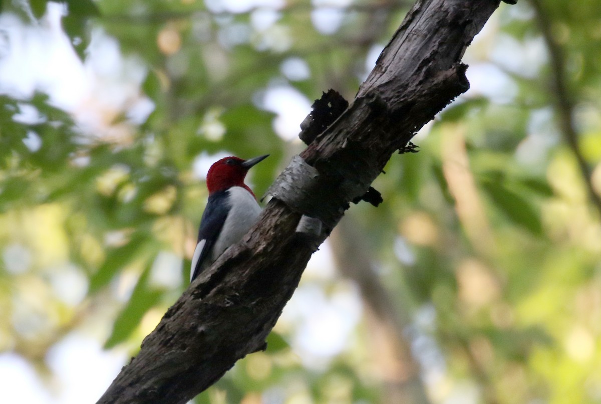Red-headed Woodpecker - ML251145081