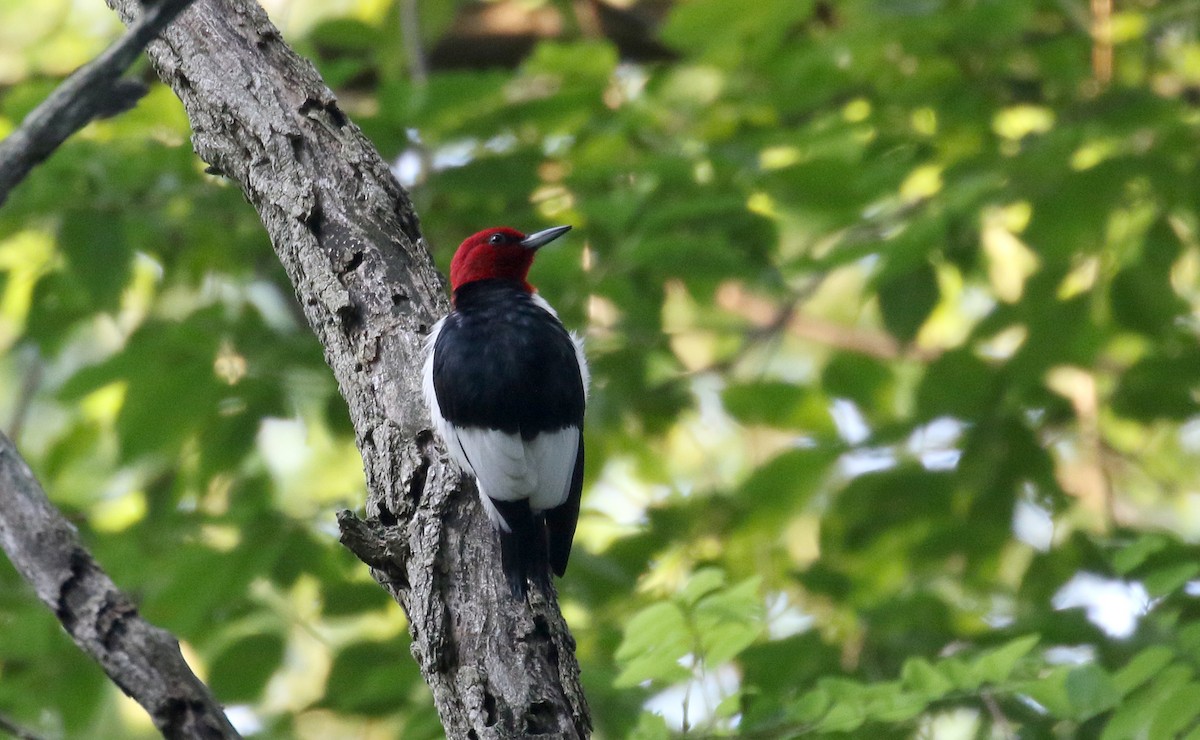 Red-headed Woodpecker - ML251145121