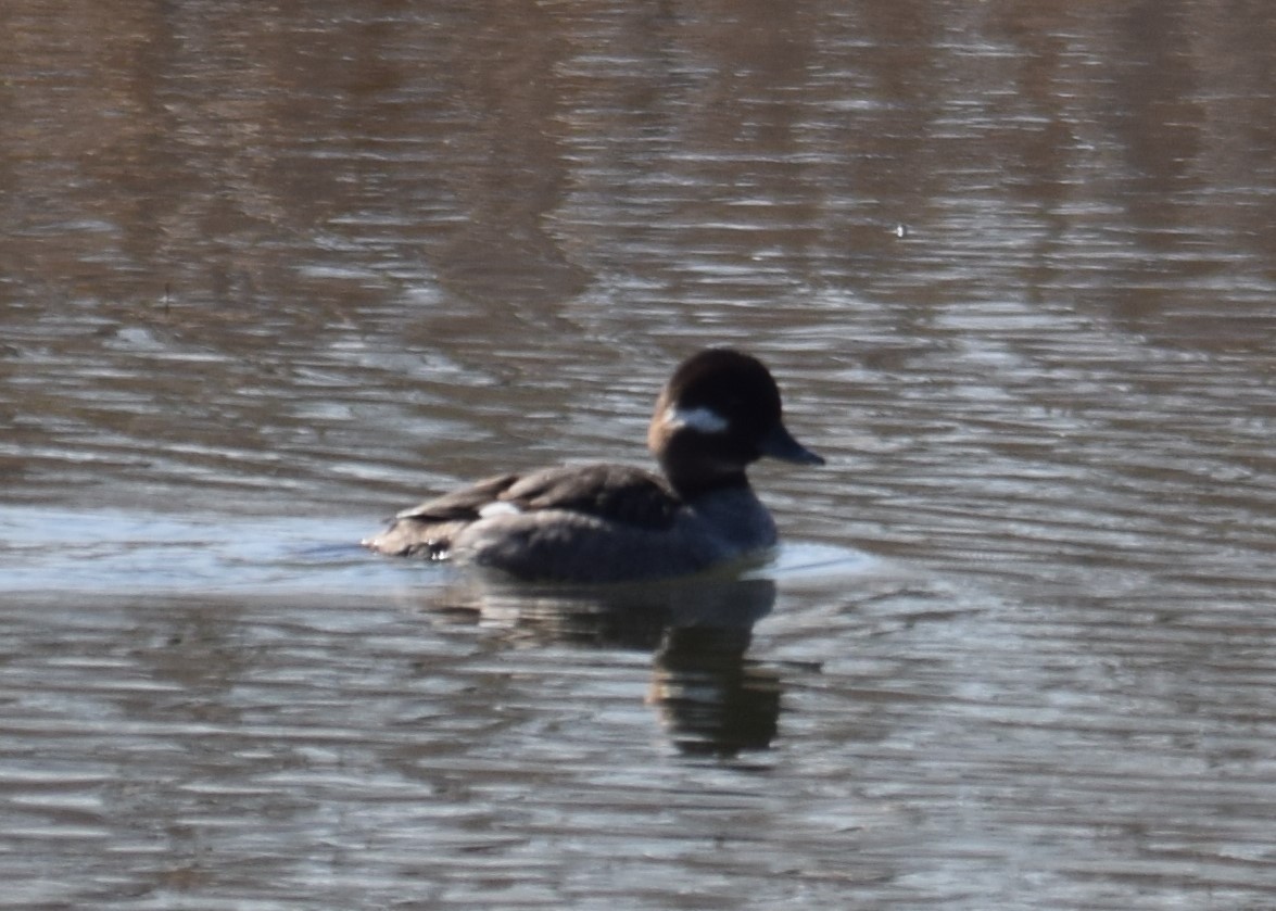 Bufflehead - ML25114521