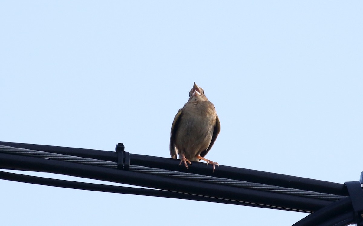 Grasshopper Sparrow - ML251145951