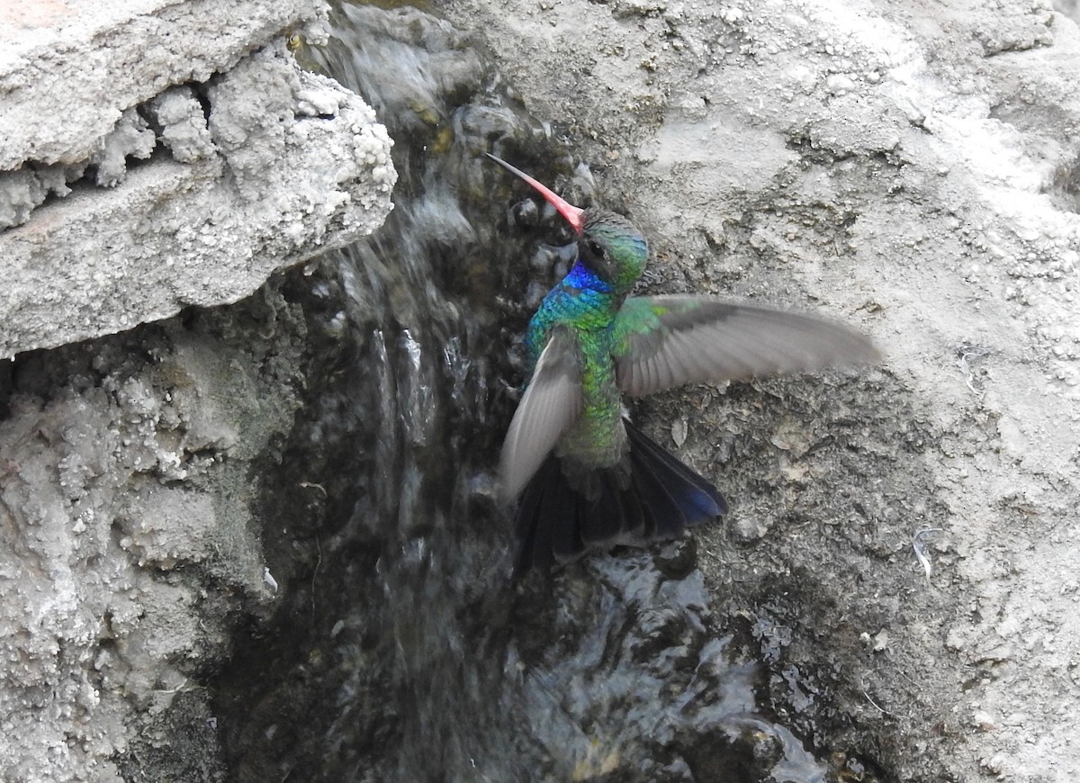 Broad-billed Hummingbird - Judith Ellyson