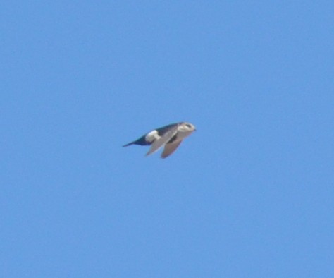 White-throated Swift - ML251149291