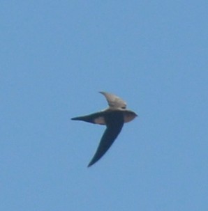 White-throated Swift - ML251149301