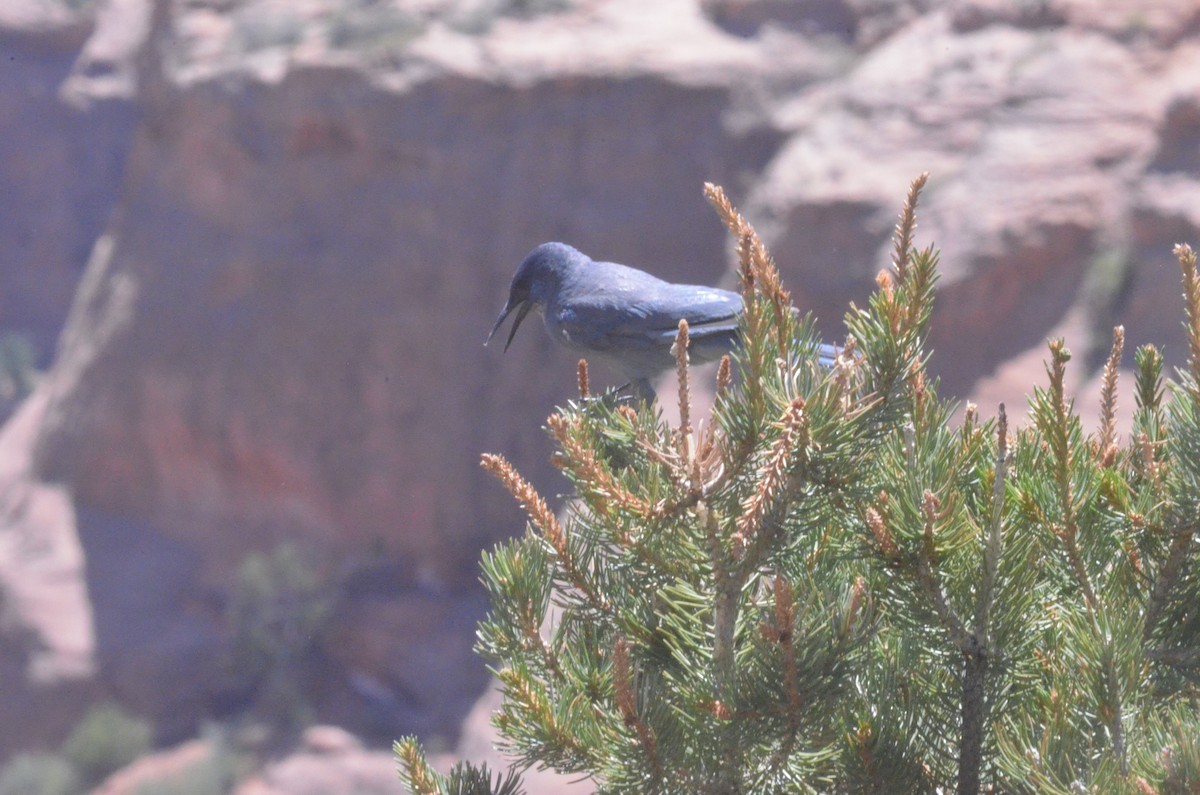 Pinyon Jay - ML251149901