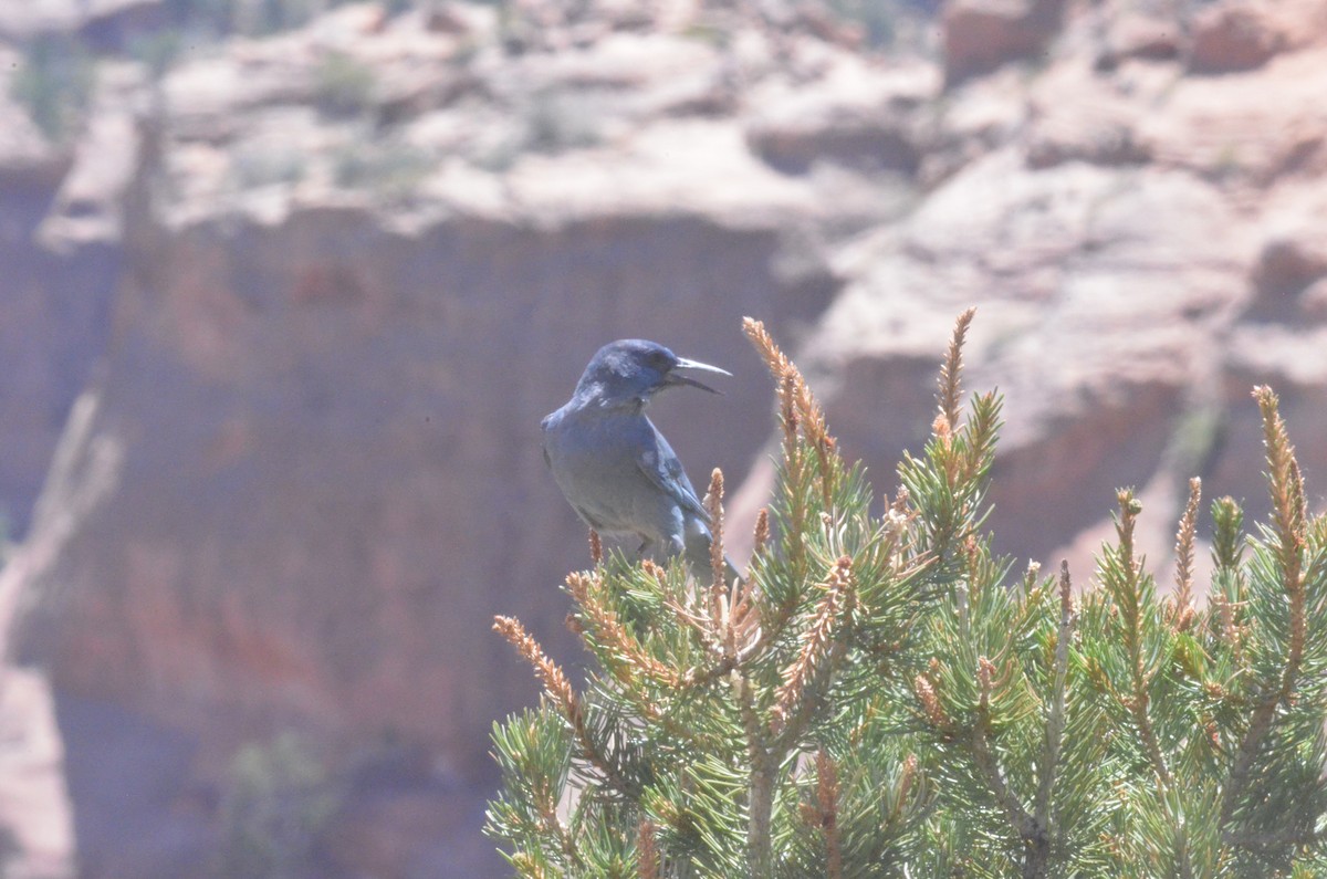 Pinyon Jay - ML251149951