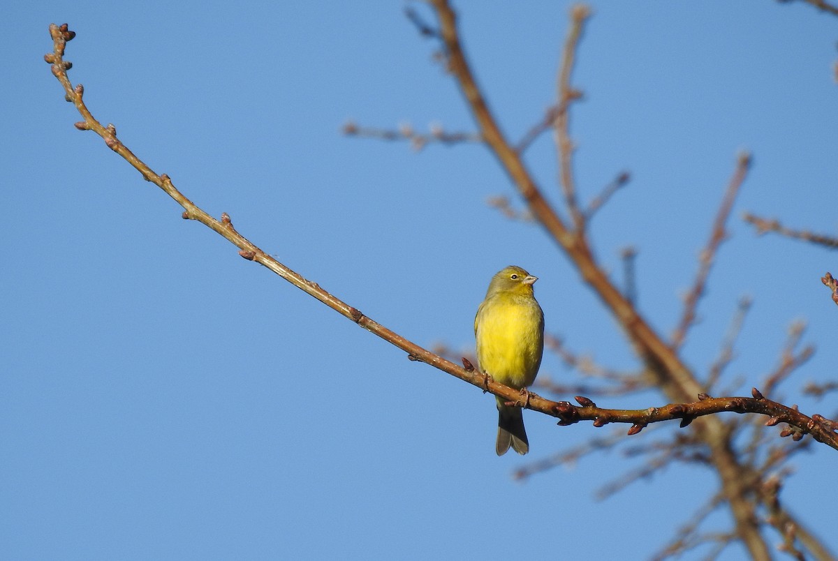 Grassland Yellow-Finch - ML251150461