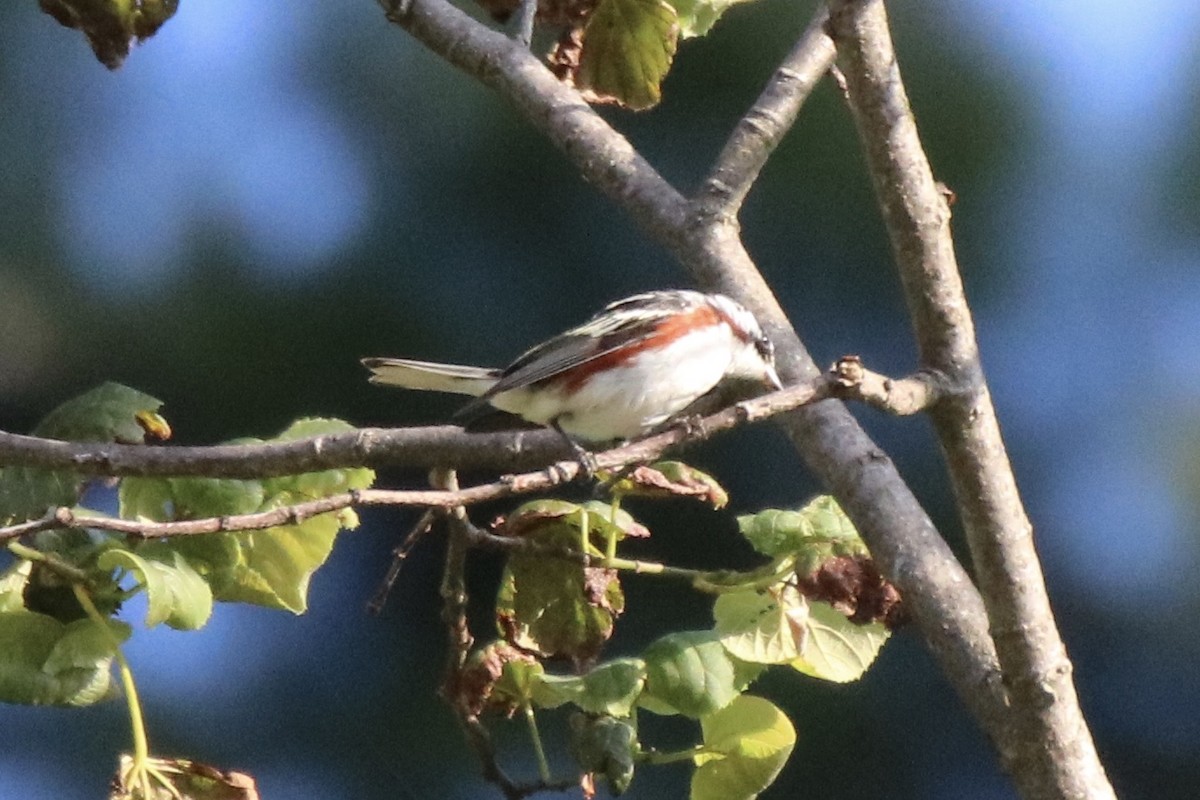 Chestnut-sided Warbler - ML251150791