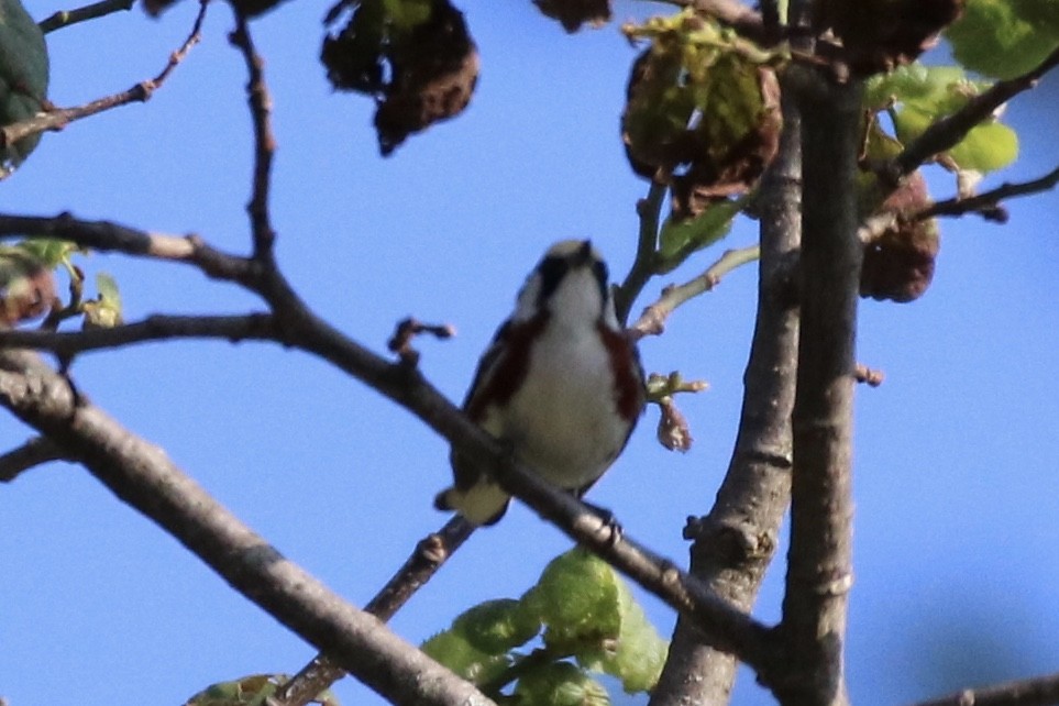 Chestnut-sided Warbler - ML251150821