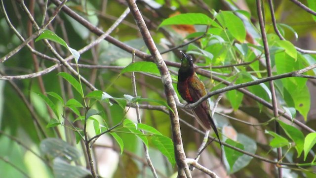 Schwarznacken-Topaskolibri - ML251151411