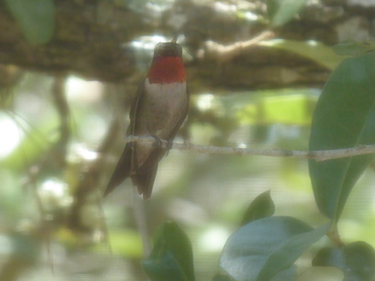 Ruby-throated Hummingbird - ML251152541