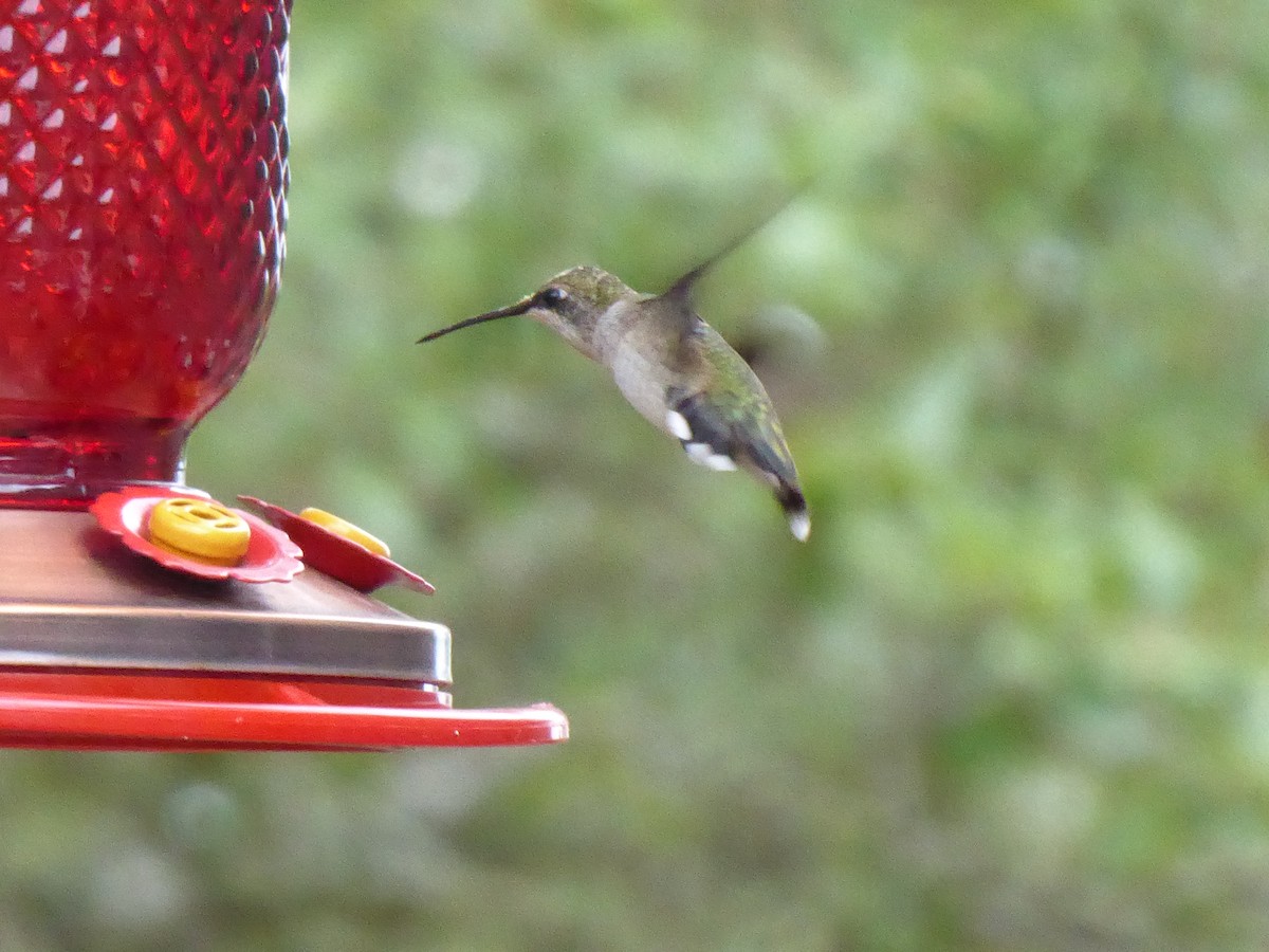 Ruby-throated Hummingbird - ML251152681