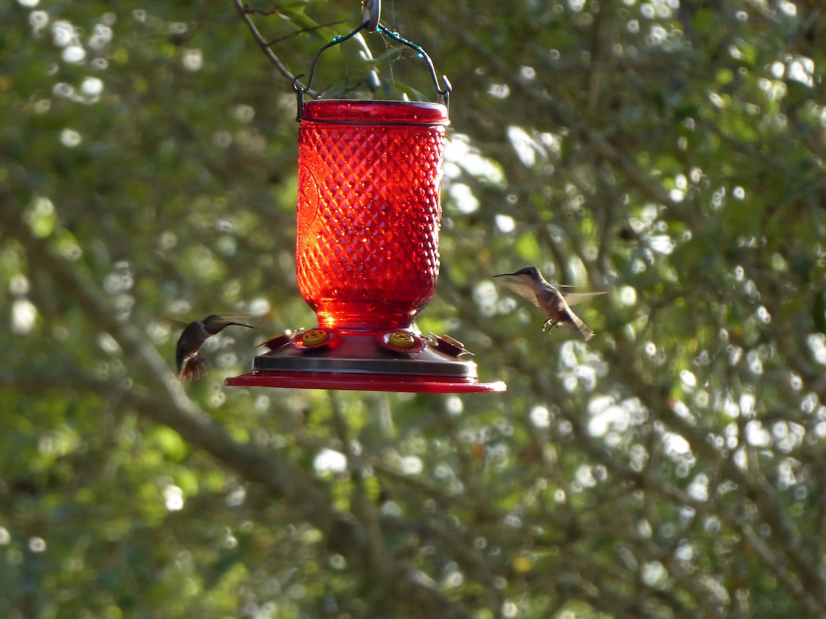 Ruby-throated Hummingbird - ML251152981