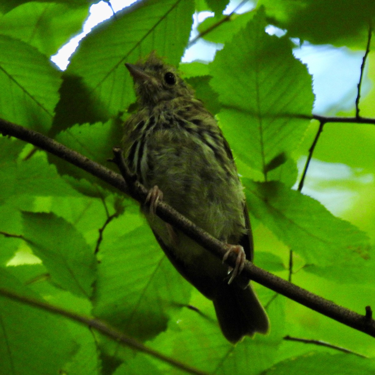 Ovenbird - ML251152991