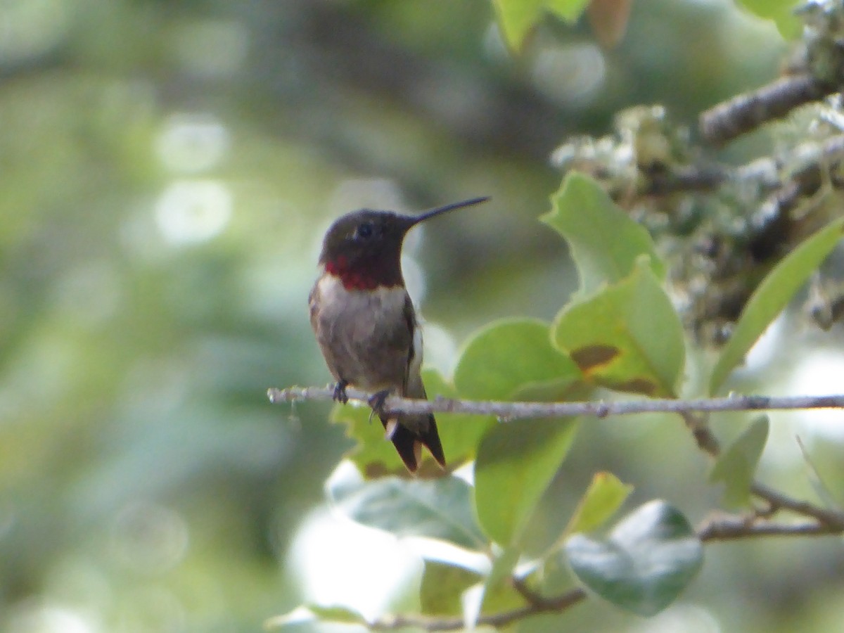 Ruby-throated Hummingbird - ML251153221