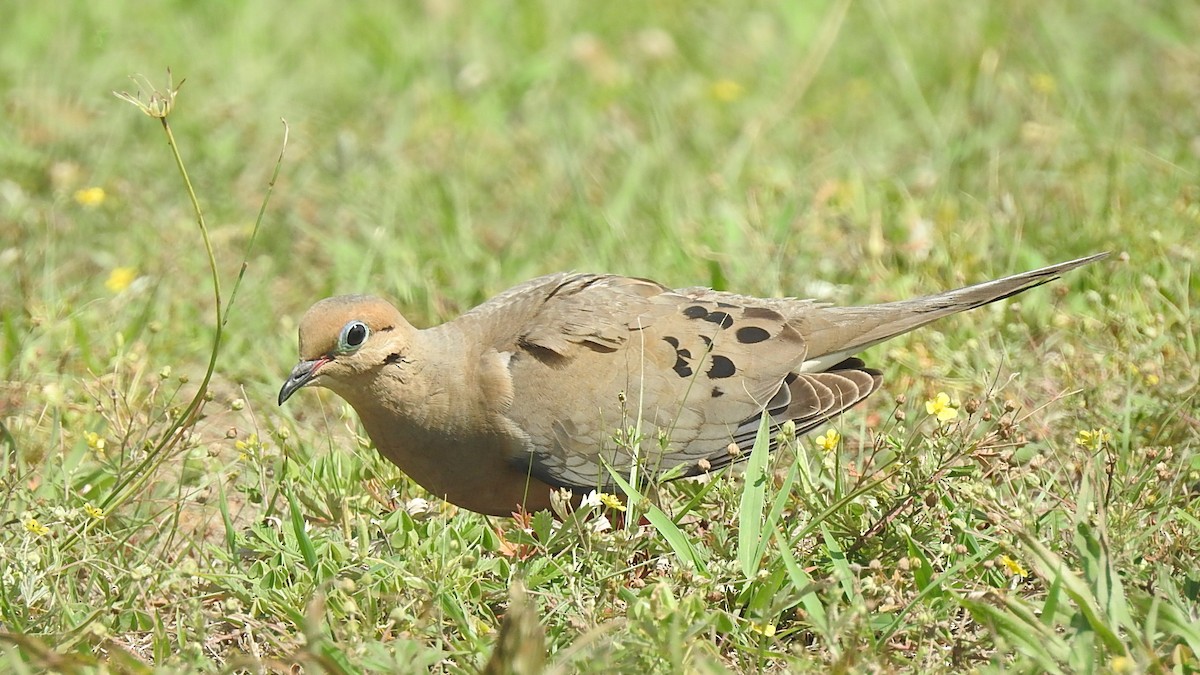 Mourning Dove - ML251154351