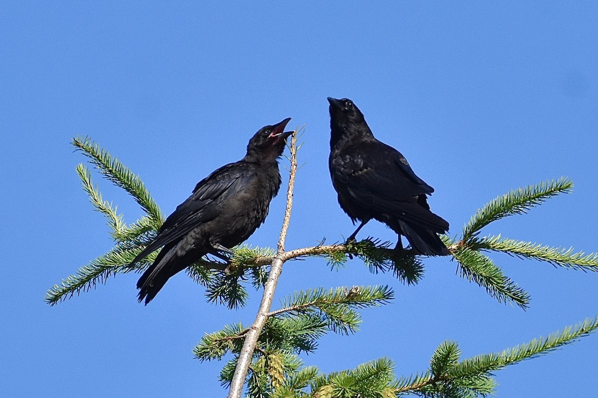 American Crow - ML251157461