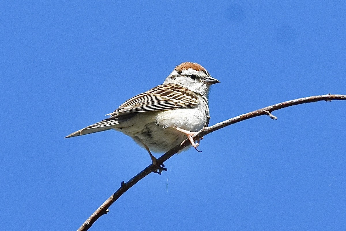 Chipping Sparrow - ML251157641