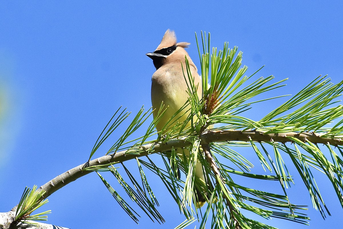 Cedar Waxwing - ML251157991