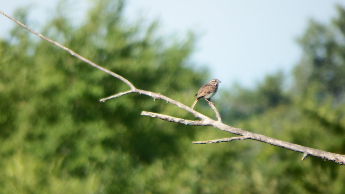 Song Sparrow - ML251158811