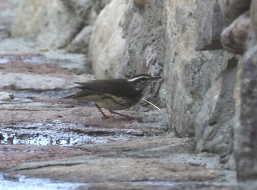 Reinita Charquera de Luisiana - ML251159491