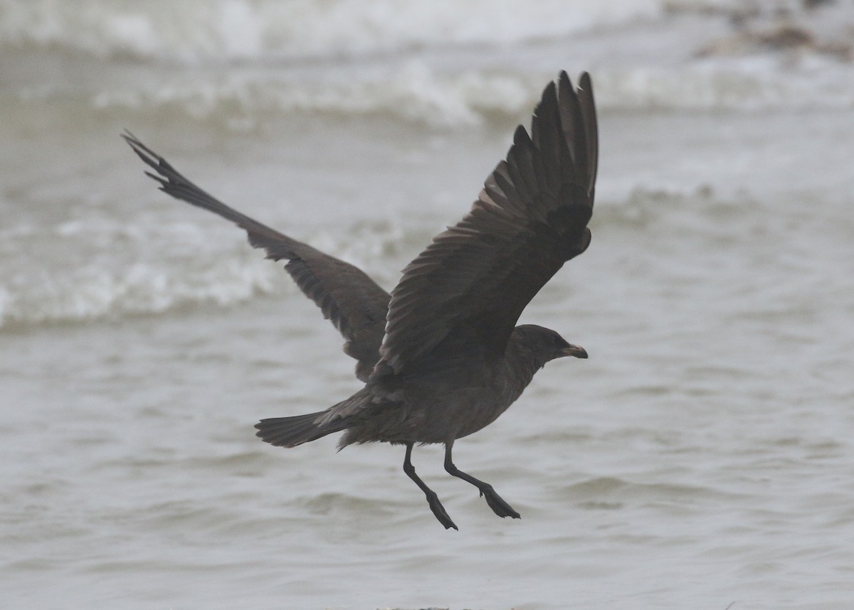 Heermann's Gull - ML251159851