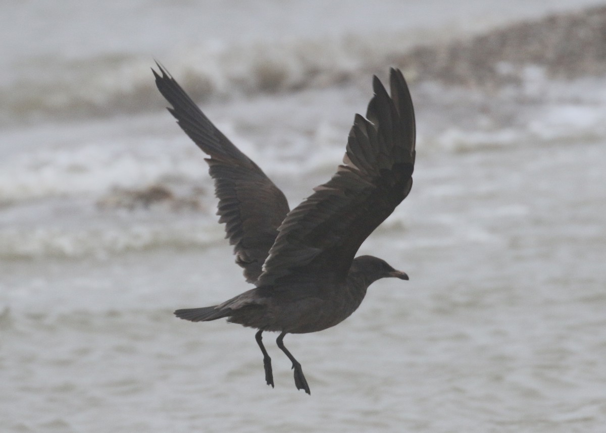 Heermann's Gull - ML251159881