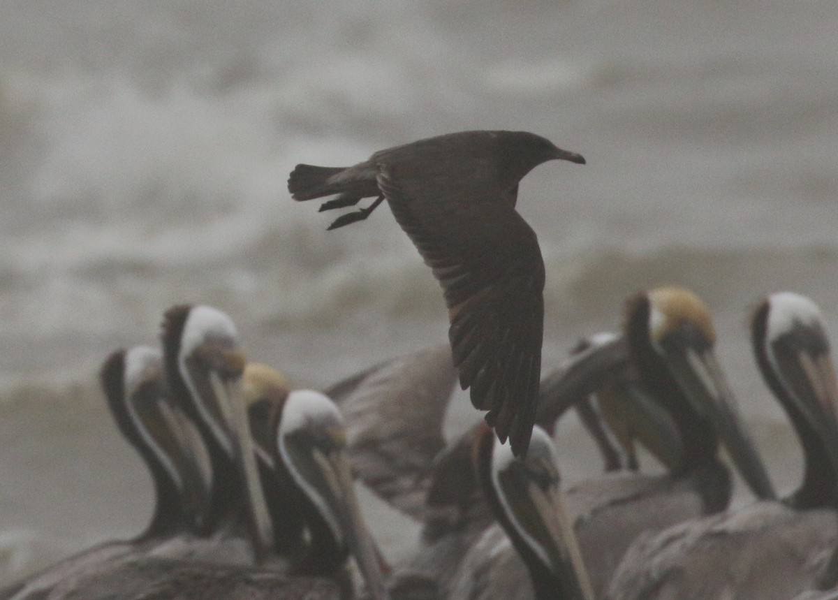 Heermann's Gull - ML251159901