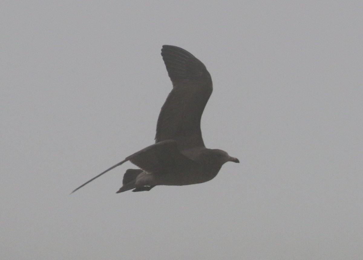 Heermann's Gull - ML251159971