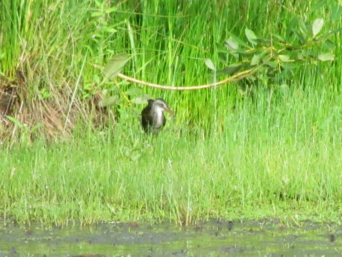 Virginia Rail - ML251161211