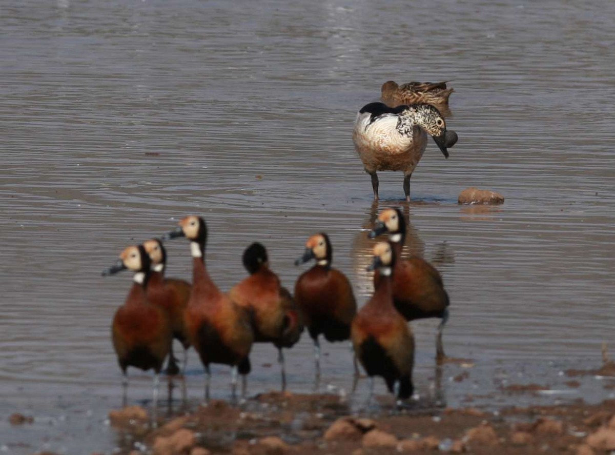 White-faced Whistling-Duck - ML251162651