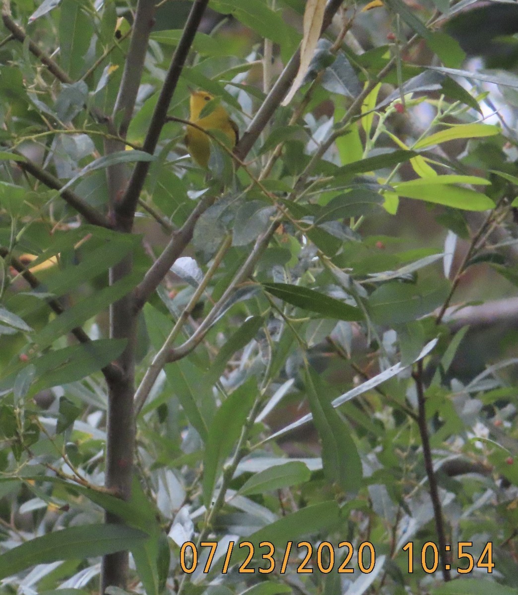 Wilson's Warbler - ML251164421