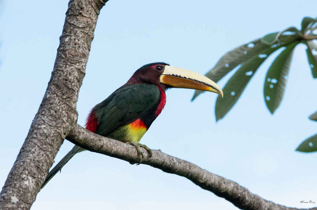 Ivory-billed Aracari - Warren Perez
