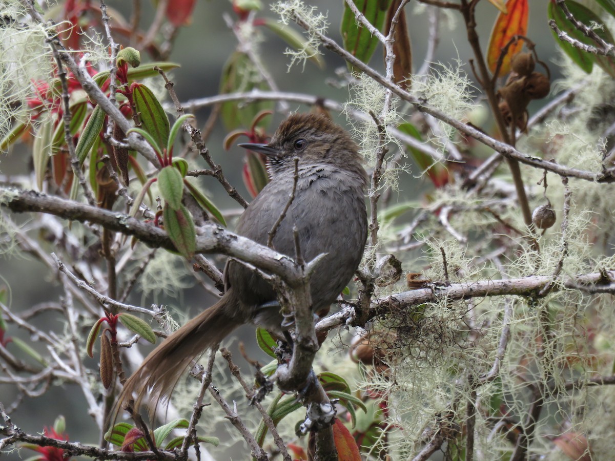 Puna Thistletail - ML251166081