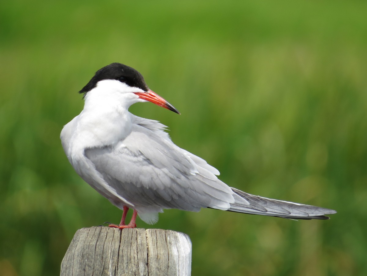 Common Tern - ML251166711