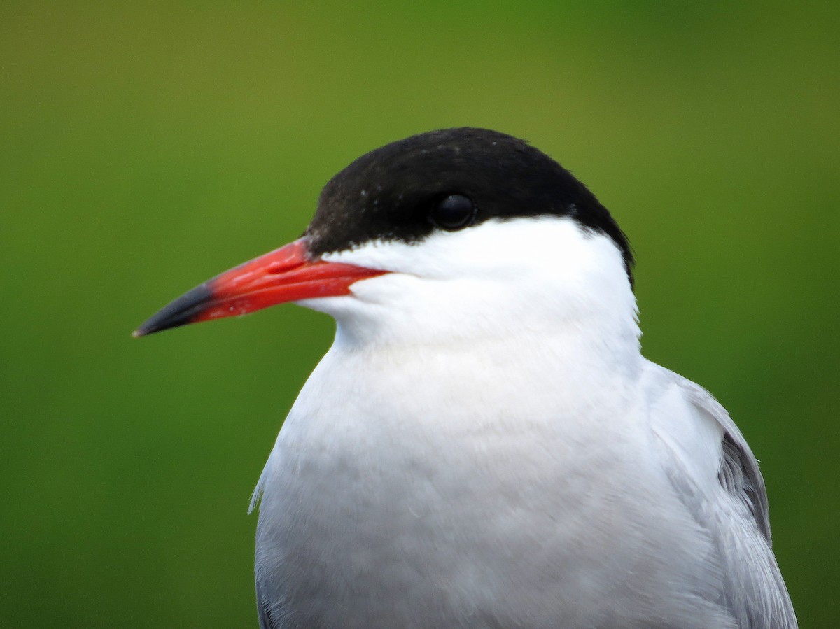 Common Tern - ML251166831