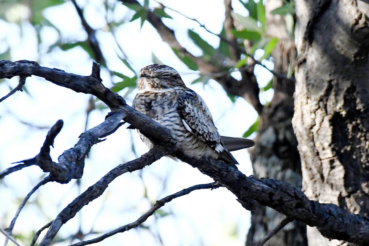 Common Nighthawk - ML251167301